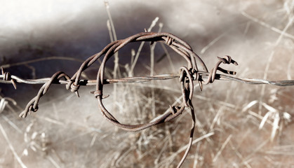 A twisted strand of rusted barbed wire against a blurred background