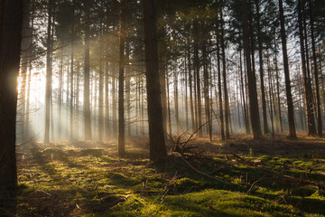 Early warm sun rays shine through a dark pine forest and thus illuminate the soft green moss on the bottom under the trees.