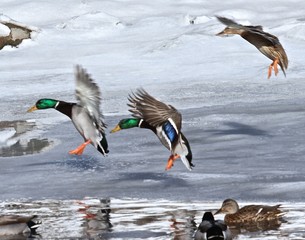 Landing Mallards