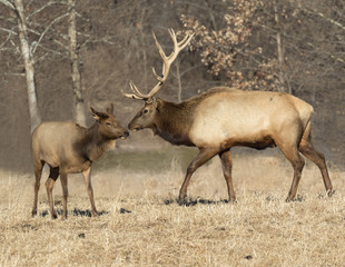 Male and female elks in love