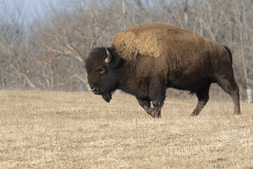 Handsom bull of american bison at Neil Smith National Wildlife Refuge, Iowa, USA