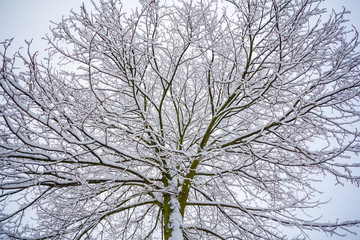 Snow on the tree branches. Winter View of trees covered with snow