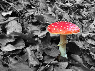 Fliegenpilz im Blättermeer