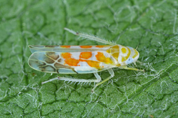 The Typhlocyba quercus from the family Cicadellidae on damaged apple tree leaf.