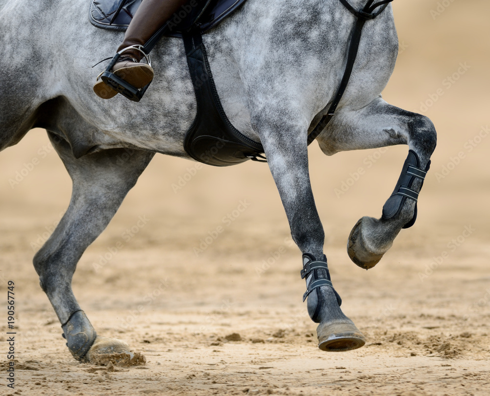 Sticker close up image of legs of horse on show jumping competition.