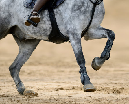 Close up image of legs of horse on show jumping competition.