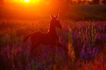 akhal-teke foal in sunset