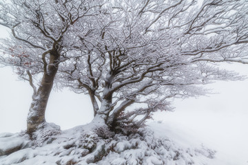 Snowed tree in a foggy winter day in Urbasa, Navarra