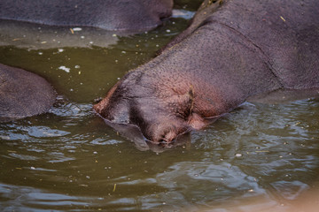 hippos in the water	
