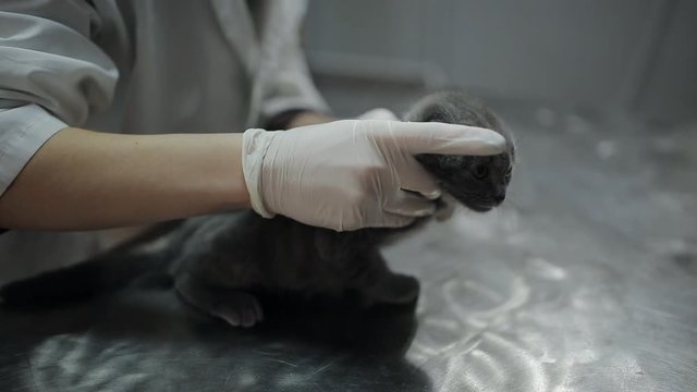Woman doctor in a veterinary clinic examining a grey kitten on the table