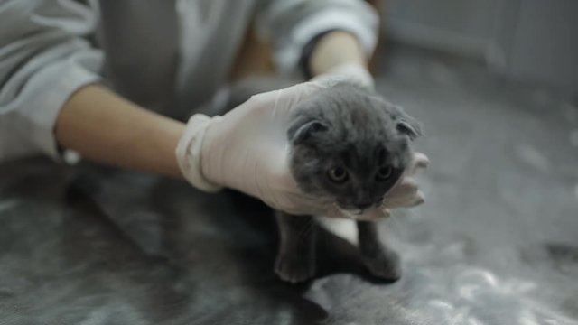 Female veterinarian in a veterinary clinic examining a grey kitten the presence of lichen