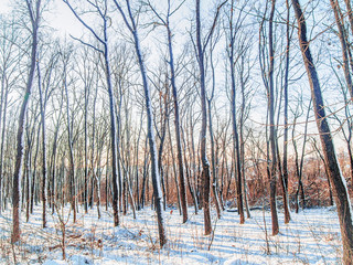 Leafless trees of winter forest in Chisinau, Moldova