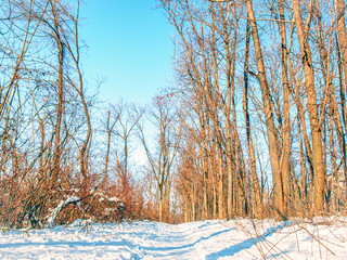 Leafless trees of winter forest in a sunny day in Chisinau, Moldova