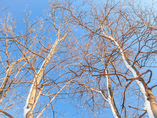Crowns of leafless winter trees on clear blue sky background