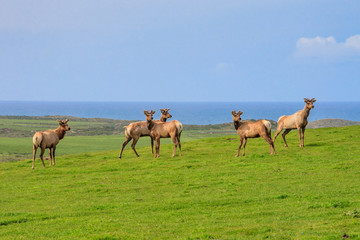 Elk at Point Reyes