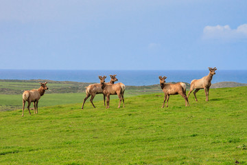 Naklejka na ściany i meble Elk at Point Reyes