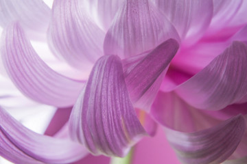 close up macro of abstract pink flower petal chrysanthemum
