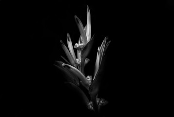 Black and white photo of a flower head