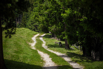 Ground road in a deep forest