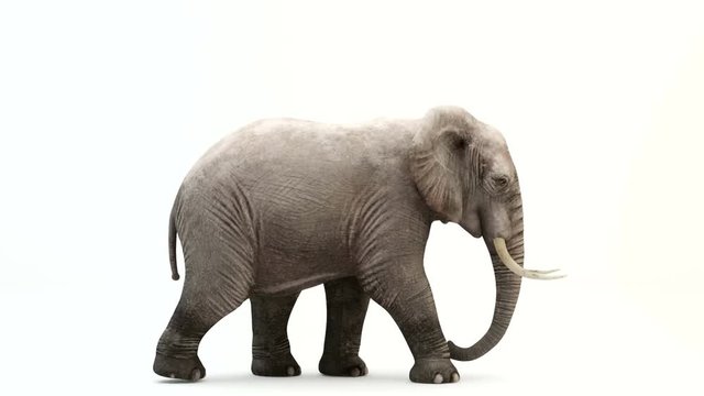 CG render of walking elephant.Loop animation.