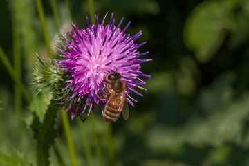 Distel mit Biene