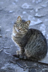 portrait of street striped cat