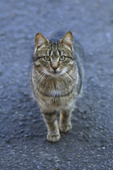 portrait of street striped cat