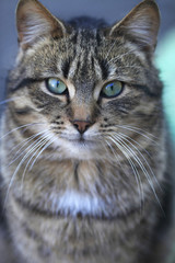 portrait of street striped cat