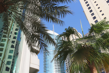 Fototapeta na wymiar Skyscrapers and palmtrees. Blue sky. Reflection in glass. Modern city of eternal summer 