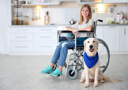 Cute service dog sitting on floor near girl in wheelchair indoors