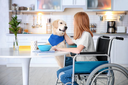 Service dog near girl in wheelchair indoors