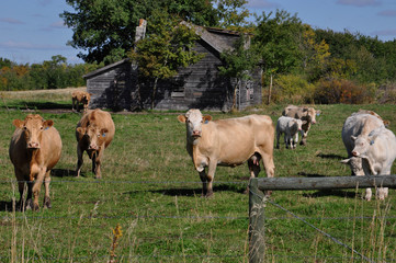 Curious herd of cattle approaches a fence