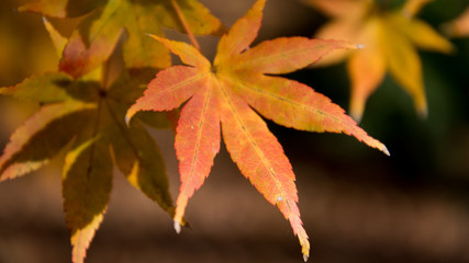 Autumn Single Leaf Japanese Maple