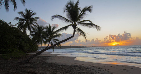 Sunset, paradise beach and palm tree, Martinique island.