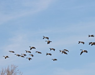 Migration of Geese