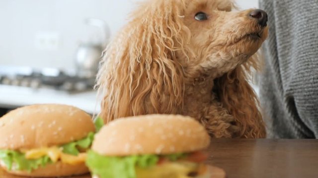  Woman eat hamburger and drinking beer. Dog looking at food.