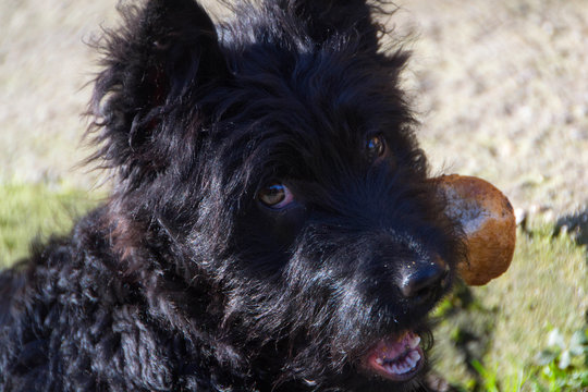 A playful dog, Pulin