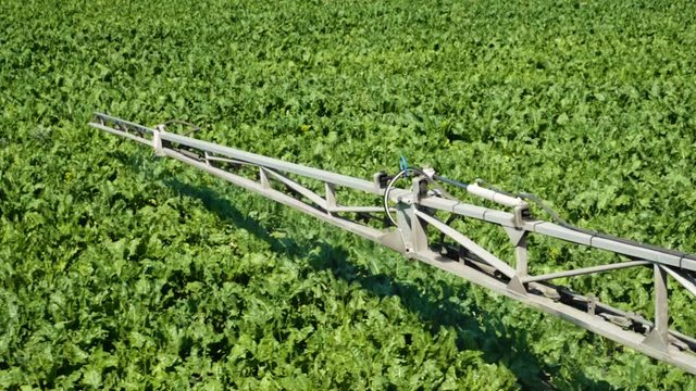 Treatment of sugar beet against pests, insects and plant diseases. Slow motion. HD