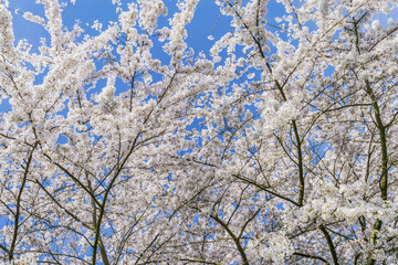 Cherry blossom. Flowering sakura against the blue sky.