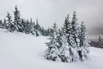 Trees covered with snow in Karkonosze mountain, Sudety, Poland