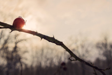 the fruit of the wild rose on sky background in winter