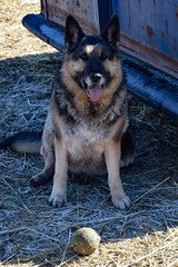 Old Farm Dog