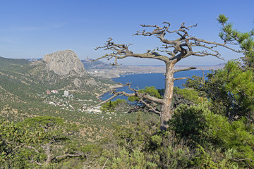 Dead relic pine on a mountain slope.