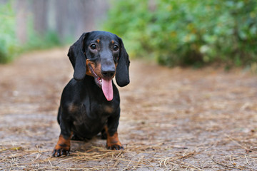 handsome portrait of a dog (puppy) breed dachshund black tan,  in the green forest, smiling with tongue