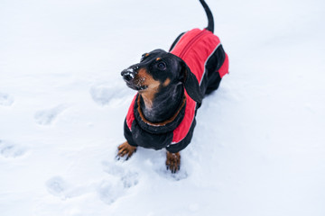 top view of the dog, dachshund, black and tan, in red clothes (sweater), which stands in a snowdrift and wags its tail