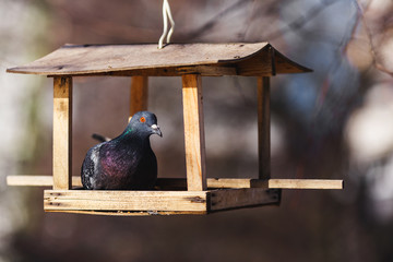 Fototapeta premium The pigeon sits in a bird feeder that hangs on a tree.