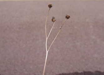 Jerusalem Artichoke in winter