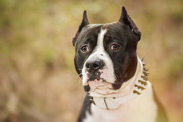 Pit Bull Terrier portrait on nature