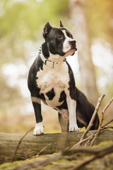 Pit Bull Terrier portrait on nature