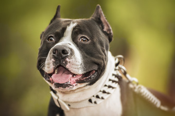 Pit Bull Terrier portrait on nature